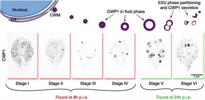 Staging Encystation Progression in Giardia lamblia Using Encystation-Specific Vesicle Morphology and Associating Molecular Markers